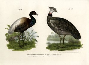 チャジャ鳥、1864 作： German School